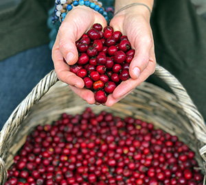 Hawthorn Berry