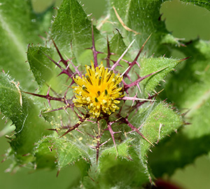 Blessed Thistle