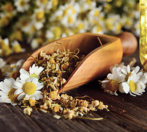 Chamomile